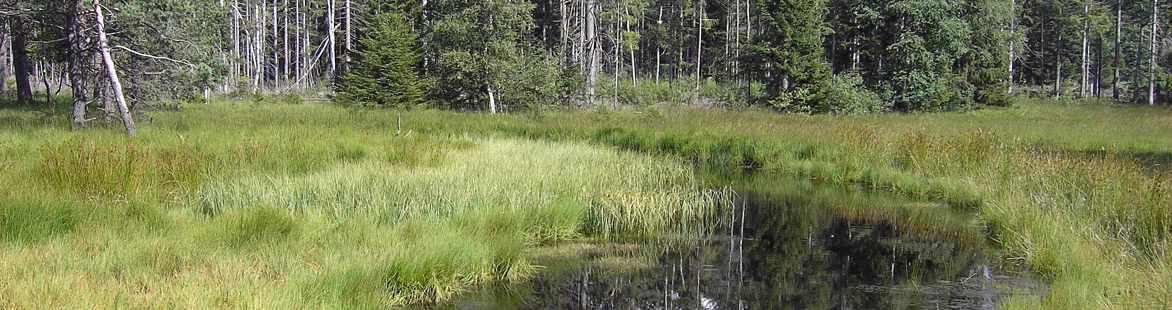 Hochmoor in Schönwies